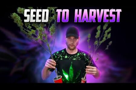 Seed to Harvest Solo Cup And Shotglass Grow, A Complete Guide to Growing Weed For New Growers