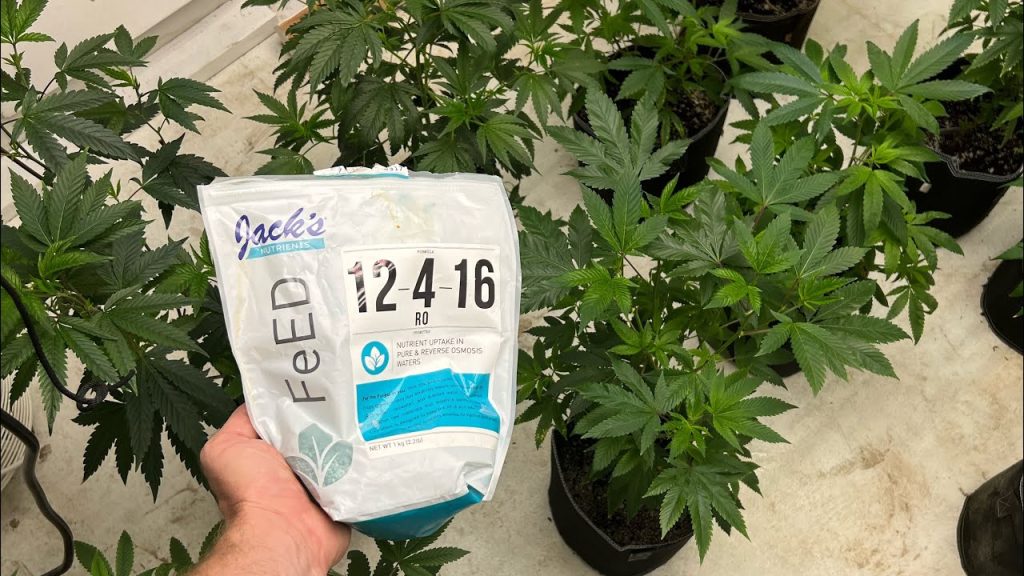 Jack’s Nutrients Feed! Easiest Veg Nutrients Ever! Top Cannabis